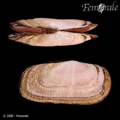 Solecurtus divaricatus