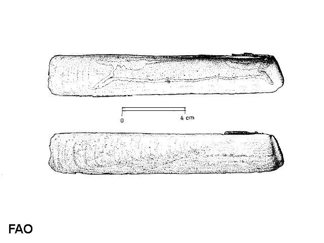 Solen marginatus