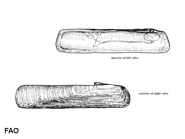Solen obliquus
