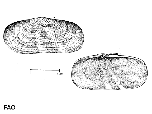 Solecurtus strigilatus