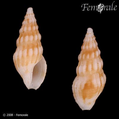 Splendrillia coccinata