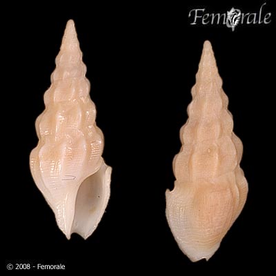 Splendrillia moseri