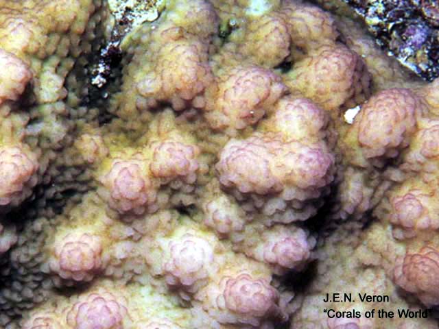 Stylophora mamillata