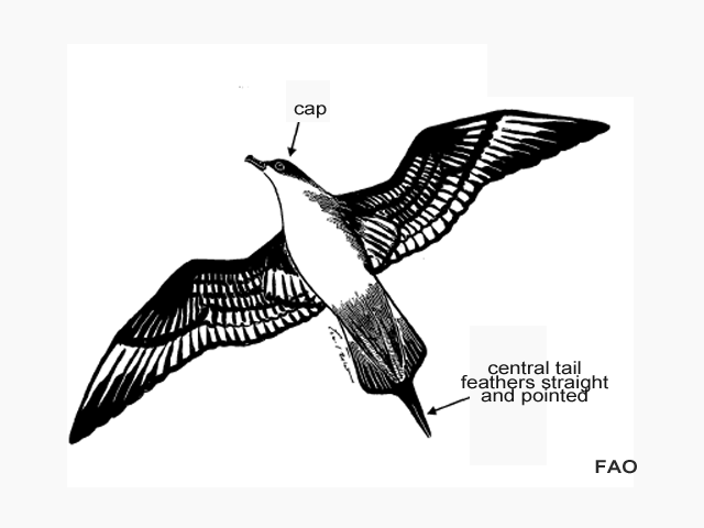 Stercorarius parasiticus