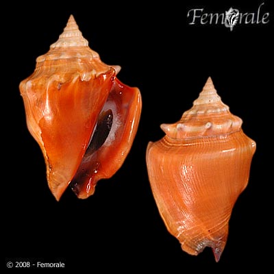 Strombus pugilis