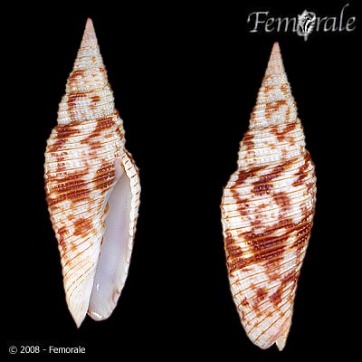 Subcancilla interlirata