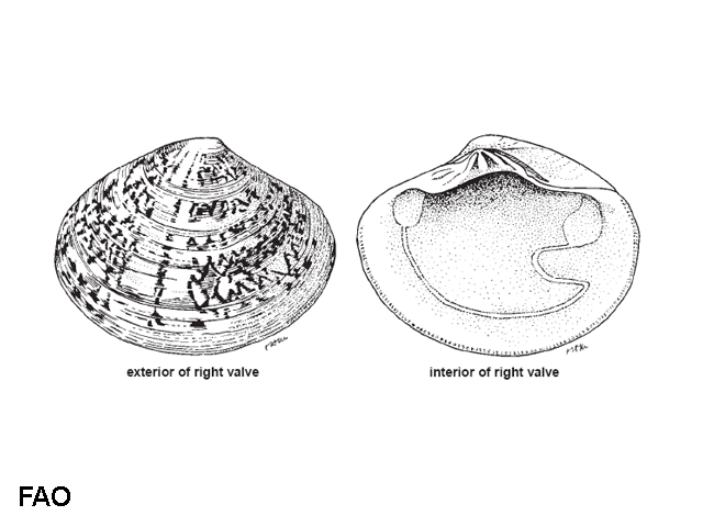 Sunetta menstrualis