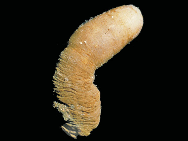 Synoicum adareanum