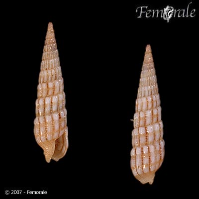 Terebra flavofasciata