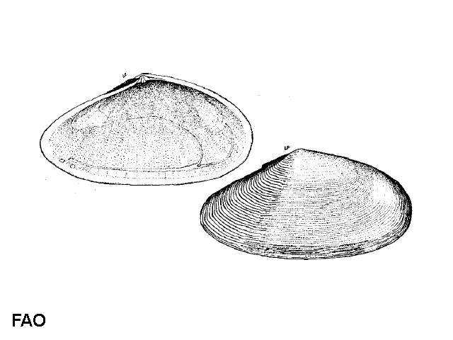 Peronidia albicans