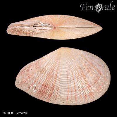 Tellina virgata