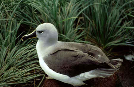 Thalassarche chrysostoma