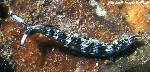 Thuridilla gracilis