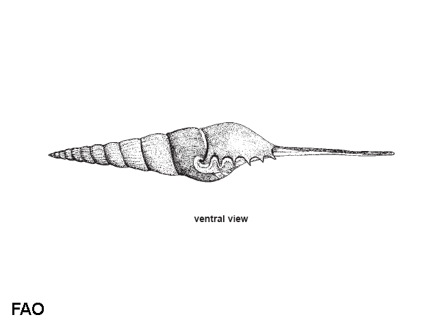 Tibia fusus