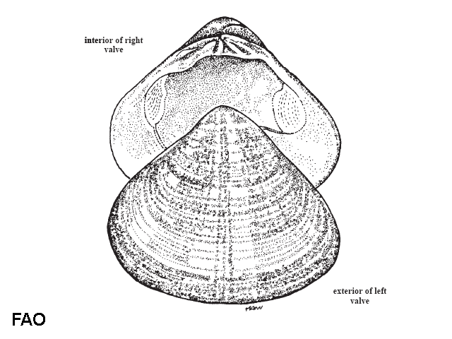 Tivela mactroides