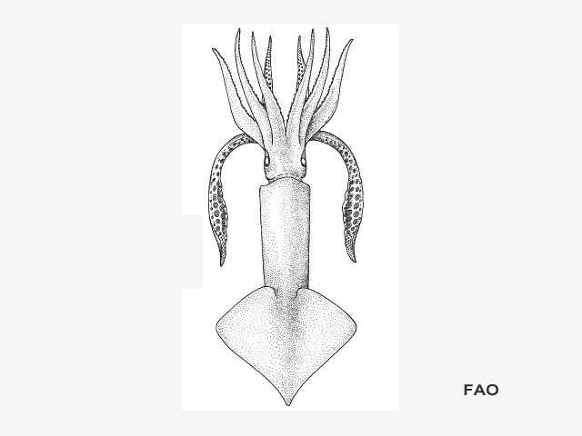 Todarodes angolensis