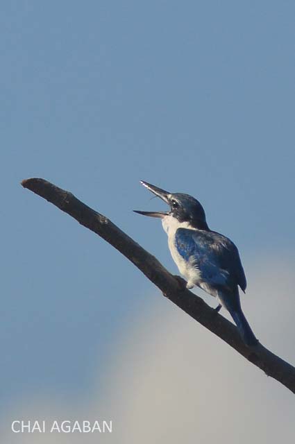 Todiramphus chloris