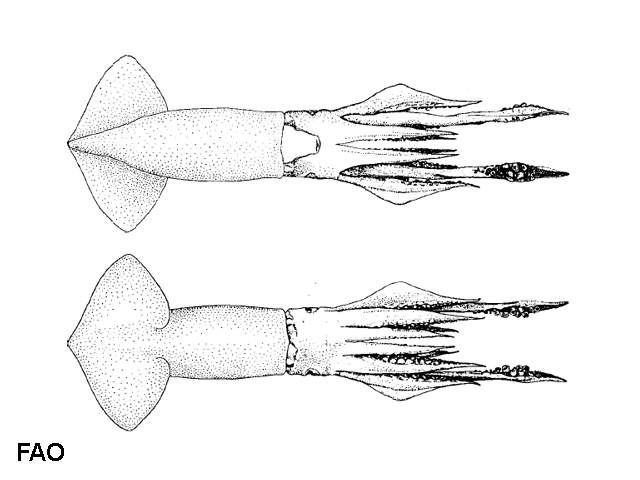 Todaropsis eblanae
