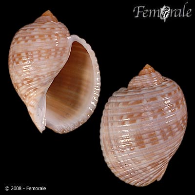 Tonna pennata