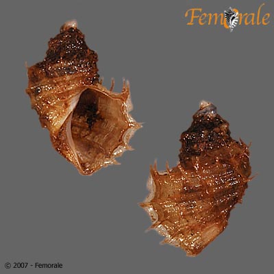 Ariadnaria borealis