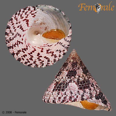 Trochus maculatus