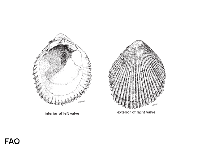 Vasticardium orbita