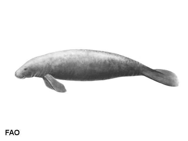 Trichechus senegalensis