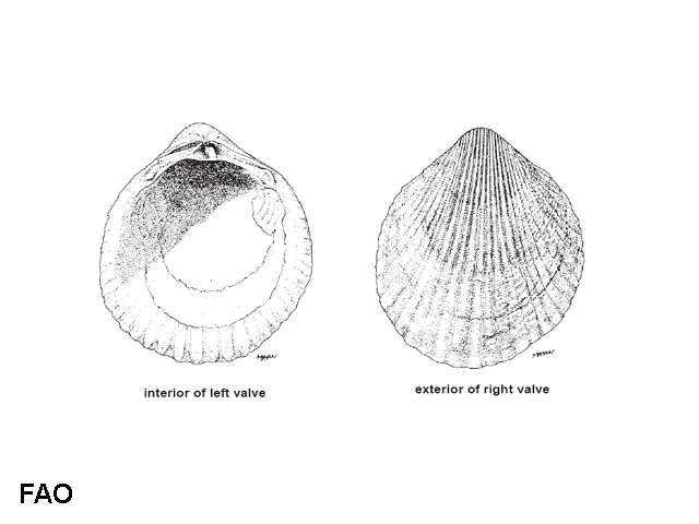 Vasticardium subrugosum