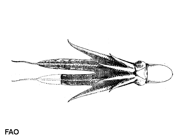 Tremoctopus violaceus
