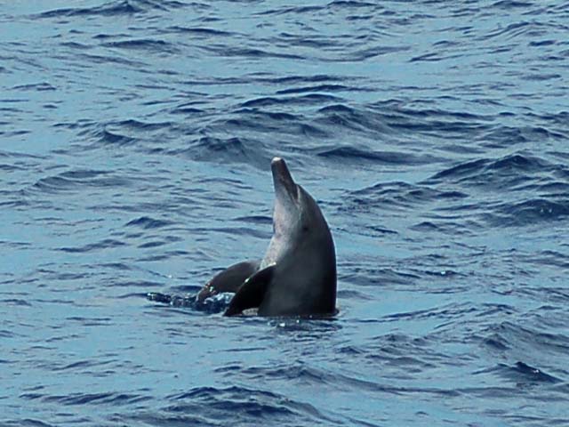 Tursiops aduncus