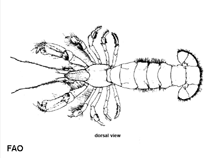 Upogebia pugettensis