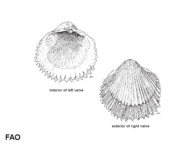 Vepricardium asiaticum