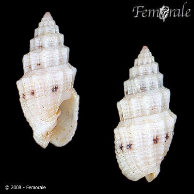 Vexillum cadaverosum