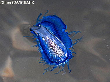 Velella velella