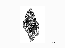Cypil_u1.gif
