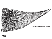 Pimur_u0.gif