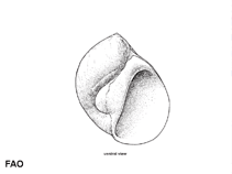 Pomam_u0.gif