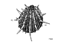 Spimp_u1.gif