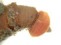 Abpac_u2.jpg