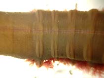 Abpac_u7.jpg