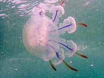 Ansha_u0.jpg