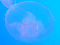 Aulab_m0.jpg