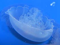 Aulab_u1.jpg