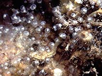 Badis_u0.jpg