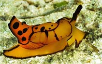Bemar_u6.jpg