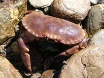 Capag_u5.jpg