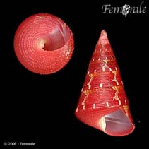 Capic_u0.jpg