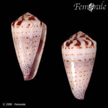 Comus_u4.jpg