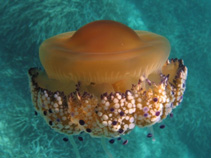 Cotub_u1.jpg