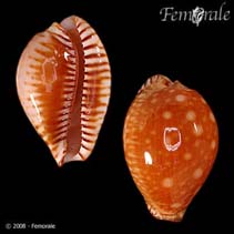Cygut_u4.jpg